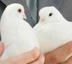 dove