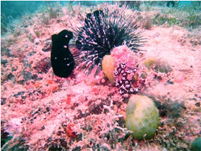 burial reef